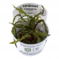 Preview: Cryptocoryne crispatula 1-2-Grow!